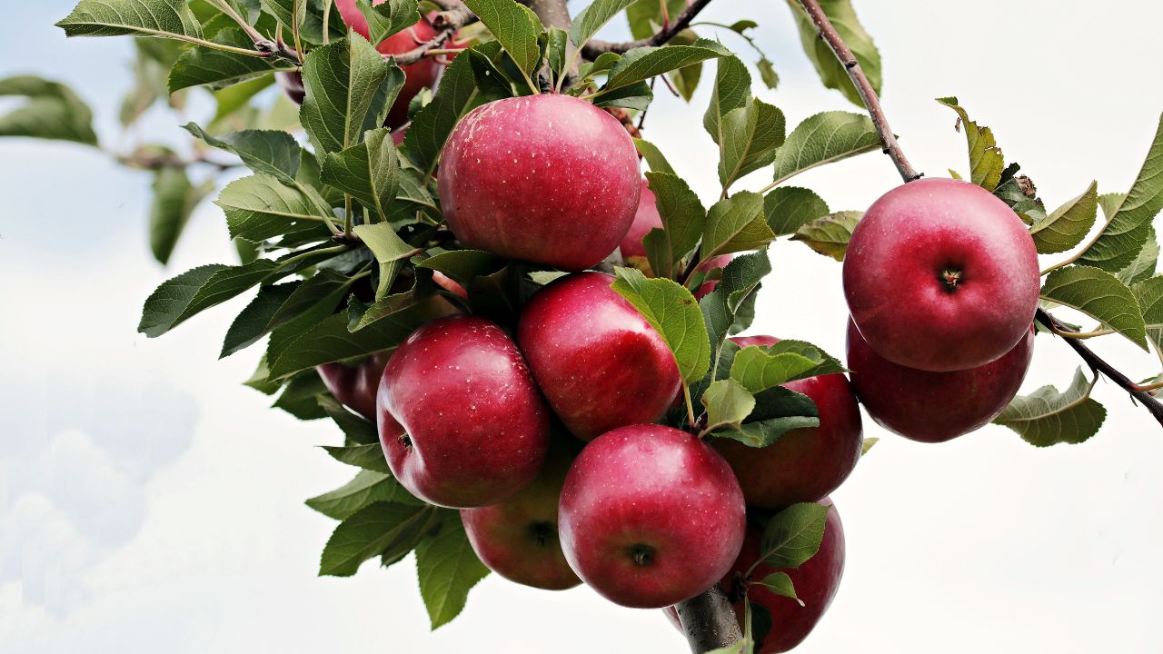 مزارعو التفاح بحماة يطالبون السورية للتجارة بالتدخل الإيجابي في عملية التسويق