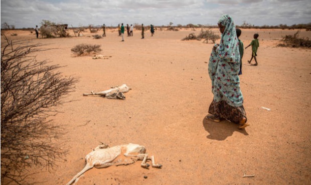 المجاعة تتهدد 22 مليون شخص على الأقل في القرن الإفريقي