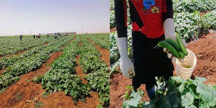 من يربح ومن يخسر في تسويق محاصيل المزارعين من الحقل .. ولماذا "السورية للتجارة" عاجزة ؟!!