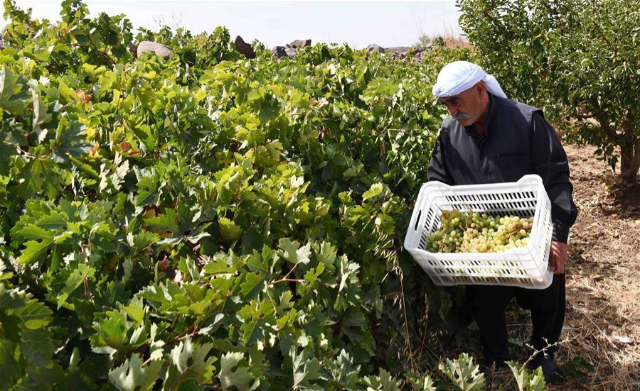 تقديرات إنتاج العنب في سورية هذا الموسم مبشرة