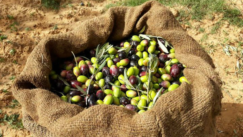 زراعة درعا : زيادة 5 آلاف طن في إنتاج الزيتون عن العام الماضي