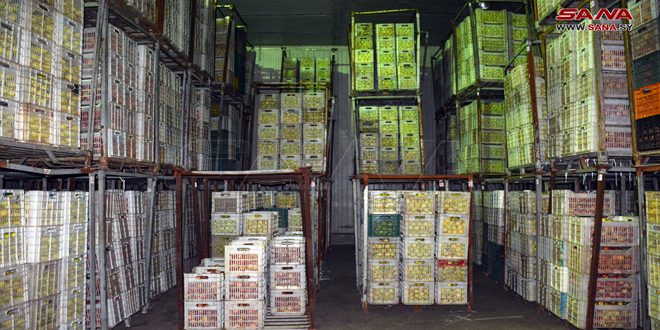 السورية للتجارة باللاذقية تستجر 261 طن تفاح من الفلاحين مباشرة