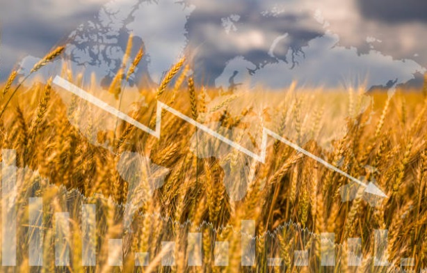الغذاء والتضخم: شح إمدادات الحبوب والبذور الزيتية سيُبقي الأسعار مرتفعة في 2023