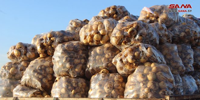 السورية للتجارة بحماة تستجر 55 طناً من محصول البطاطا من المزارعين