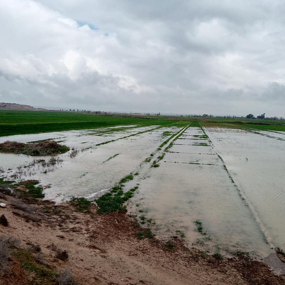 مدير زراعة دير الزور يكشف للمشهد حجم الأضرار في المحاصيل الزراعية نتيجة السيول