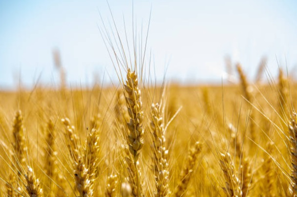 زراعة حماة: وضع محصول القمح جيد وتوقعات بإنتاج وفير