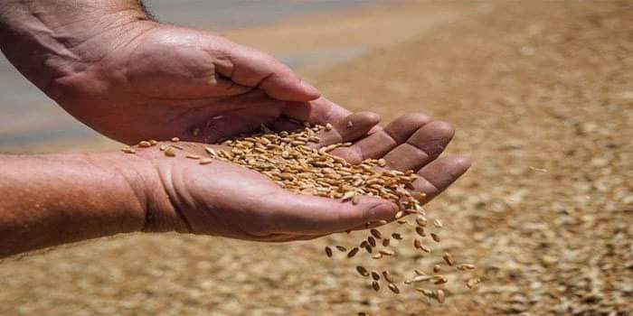 خبير اقتصادي يطالب بتحرير سعر القمح وإيقاف دعم الحكومة الوهمي للفلاح