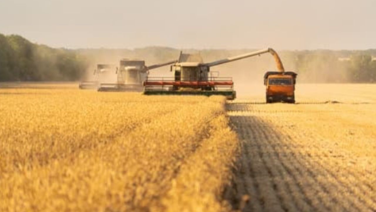 وزارة الزراعة: حصاد نحو 600 ألف هكتار قمح وتسويق حوالي 244 ألف طن حتى تاريخه