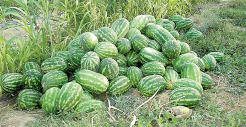 ٤٥ ألف طن إنتاج درعا من البطيخ