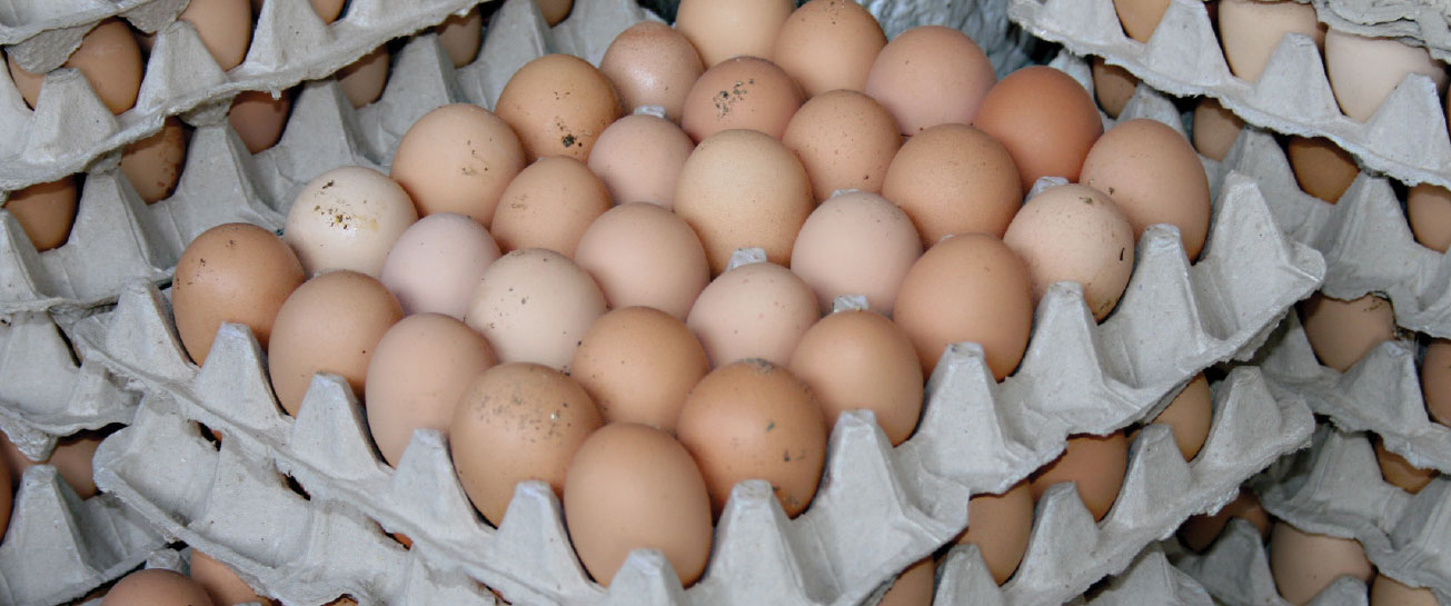 مؤسسة الدواجن : المواطن السوري "واعٍ" يستحصل البروتين من البيض الرخيص بدلاً من اللحوم