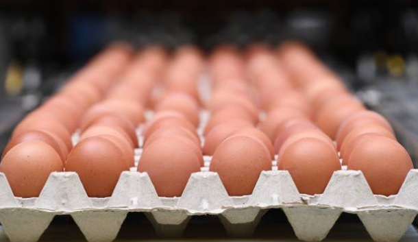 البيض بسعر التكلفة في صالات السورية للتجارة