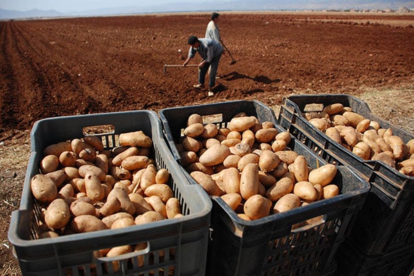 بدء عملية تصدير البطاطا للخارج بمعدل 300 طن يومياً