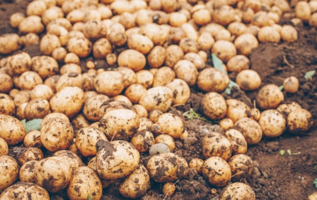 مزارعو درعا يجنون محصول البطاطا وسط تقديرات إنتاج تتجاوز 96 ألف طن