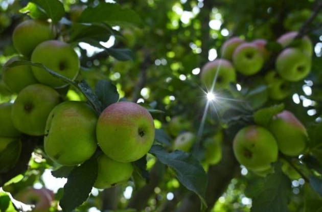 235 ألف طن تقديرات إنتاج التفاح للموسم الحالي