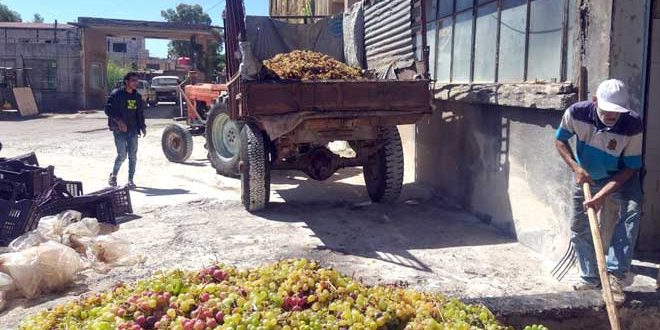 بدء استقبال العنب العصيري الأبيض في الشركة السورية لتصنيعه بالسويداء