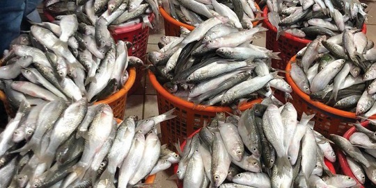 الهيئة العامة للثروة السمكية:  12559 طناً إنتاج سورية من الأسماك للعام الحالي