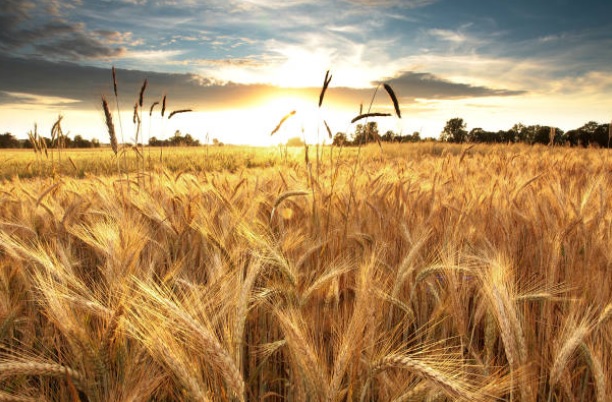 تحديد خطة زراعة القمح والشعير في الحسكة بمساحة تزيد على 870 ألف هكتار