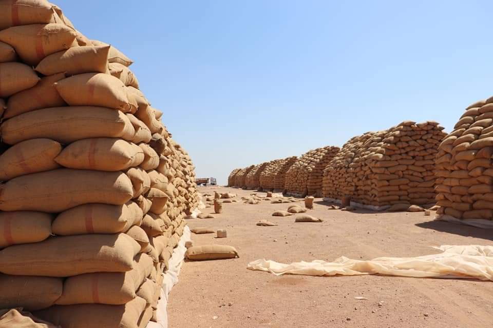 تزويد المصارف الزراعية بحماة بأكثر من سبعة آلاف طن من بذار القمح