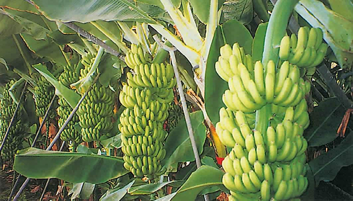 الزراعات المحمية وتأثيرات التحول إلى الموز