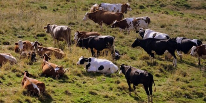وزير الزراعة : بدء العمل بالشريحة الإلكترونية على الأبقار بداية الشهر الرابع