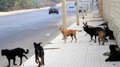 دير الزور : حملة لمكافحة الكلاب الشاردة بداية الاسبوع المقبل